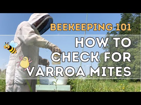 , title : 'How To Check For Mites: Alcohol Wash | Beekeeping 101 | Elzner Farms'