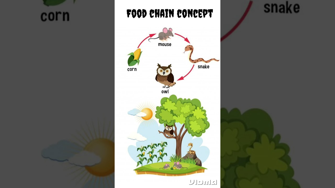 Food chain concept | Ecology | NCERT #ncert #biology #education #ecosystem