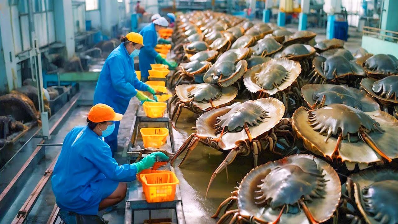 جوله نادره لمصنع اغذيه