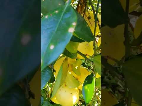 園芸 ビターオレンジ、レモンの木、マンダリンの木、オレンジの木、グレープフルーツの木、クレメンタインの木