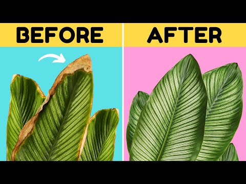 10 Awesome Tips to Stop Brown Tips on Your Calathea