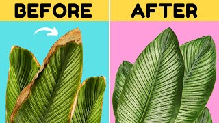 10 Awesome Tips to Stop Brown Tips on Your Calathea