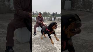 Rottweiler Daisy Protecting owner from Stranger attack😡🚨#rottweiler #security #protection