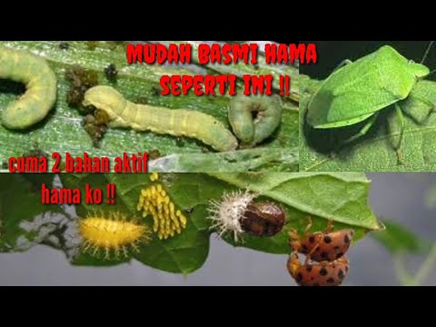 , title : 'Insektisida Spesialis Kumbang Daun Larva Kumbang Daun Ulat gGrayak Ulat bor Pada Tanaman Terong'