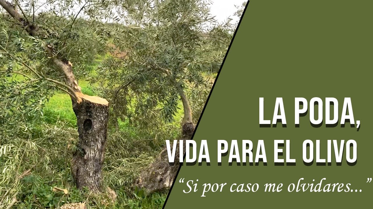 La poda, la vida para el Olivo