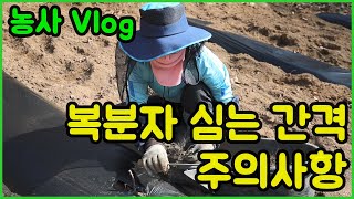 복분자 심는 방법/ 심는 간격 및 주의사항