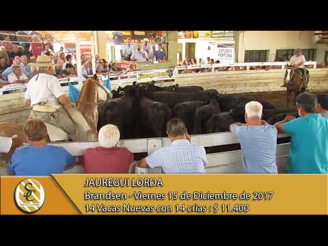 15-12-12 Venta de Vacas con Crìas - Jauregui Lorda - Brandsen.