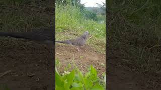 Download lagu salah satu cara memulihkan pikat yang sudah lama tidak tarik laman #hobby #tekukurliar #burung mp3 Download lagu salah satu cara memulihkan pikat yang sudah lama tidak tarik laman #hobby #tekukurliar #burung mp3