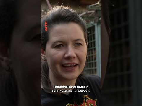 Wie gefährlich sind American XL Bullys? | ARTE #reshorts