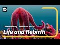 The Enchanting Underwater World A Journey Of Life And Rebirth Nico Kingdom Channel