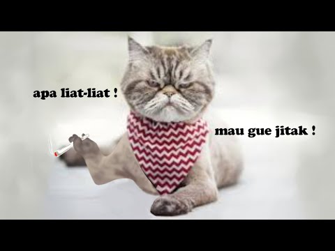 Kucing Lucu Korban Editan