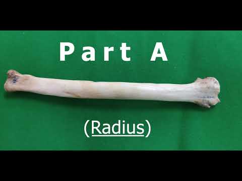 Radius of Dog - Veterinary Anatomy - Dog Forelimb