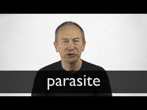 PARASITE Synonyms Collins English Thesaurus