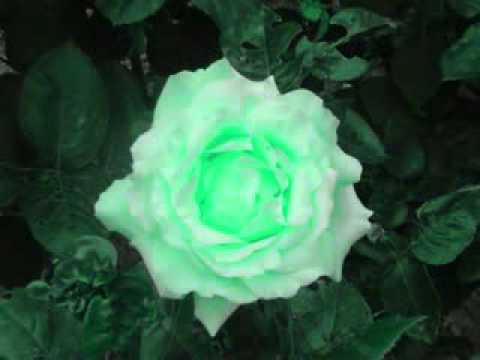 Sami Savni Özer  İlham İle Dün Gece Seyrettim Muhammed'i