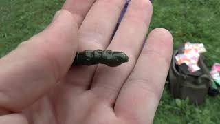 Larva FishUp Pupa 32mm_Earthworm/Hot Pink_10ks