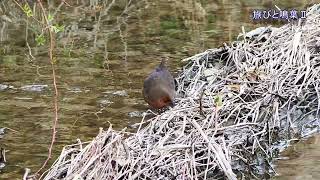 野鳥の身近な暮らし なかなか見られないヒクイナの採餌
