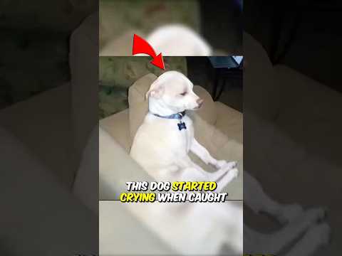 Guilty Dog Caught and Starts Crying!😢🗑️
