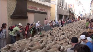 preview picture of video 'Fête de la Transhumance à Die 2014 (Drôme - France)'