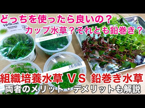 2022年のトレンドの水草の植え方