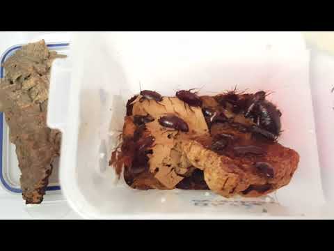 Blatta orientalis Oriental cockroach care