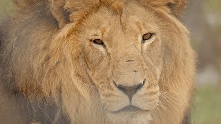 Want to go to South Africa for safari?