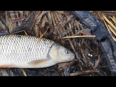 Small Stream Chub Fishing