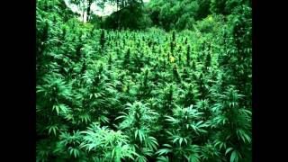 Hodgy Beats - if heaven is a ghetto