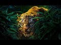 Il Libro Della Giungla DOPPIAGGIO Shere Khan