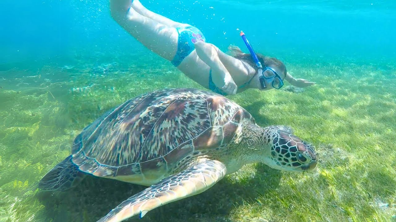 Dive into an exhilarating snorkeling adventure with turtles in the beautiful Gili islands.