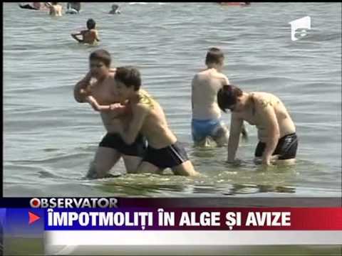 Nordicii se ofera sa stranga algele oficialii romani se mai gandesc 26 IULIE 2011