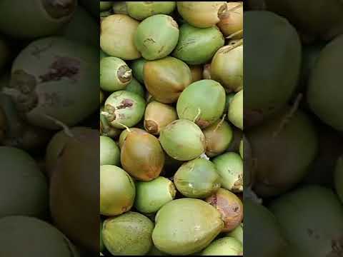 Tender coconut a grade, packaging size: open, coconut size: ...