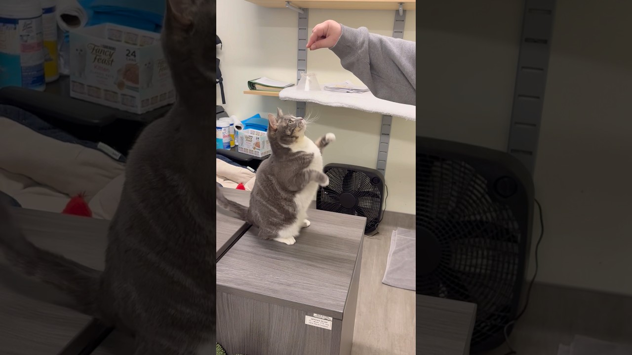 Enlarge Stormy, a Adoptable Domestic Short Hair in Briarcliff Manor, NY video 2/6