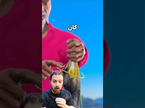 كان بيعمل كده مع الطائر