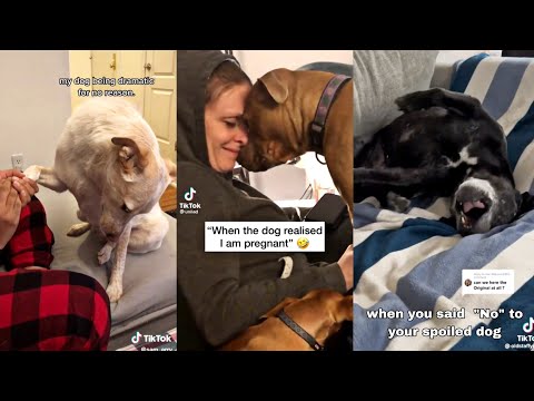 20 Minutes Videos of Dogs for Over Dramatic🤣😂