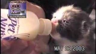kitten bottle feeding