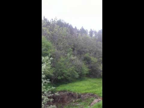 Pensiunea Armonia  _  triluri de pasarele