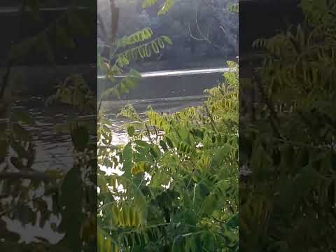 4 insi din comuna marasu prinși de mine dînd la curent pe dunăre sus de marasu la 3 km,poliția...