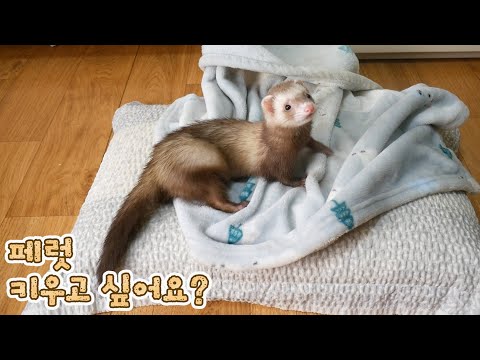 , title : '페럿 키울 때 필요한 용품은 뭐가 있을까요? | What do you need to raise a ferret?'