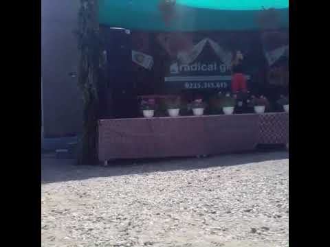 SPETACOLUL     ZĂPODENI