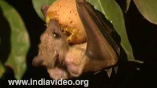 Short-nosed fruit bat