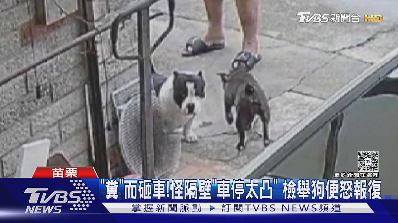 "糞"而砸車!怪隔壁"車停太凸" 檢舉狗便怒報復