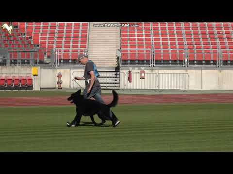 1098 Earl vom Klausener Grund - TSB BSZS-2023