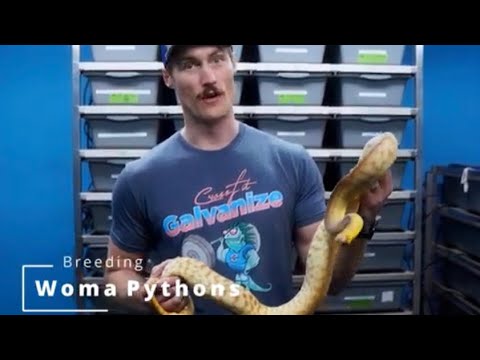 How to Breed Woma Pythons!