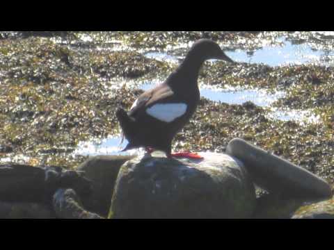 Cycling Iceland with Kids