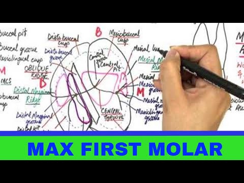 Maxillary First Molar: The Keystone of the Upper Jaw | Wiki Coffee