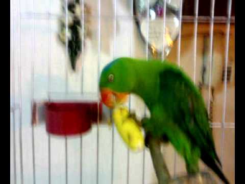 Blue Naped Parrot (Tuka) eating banana
