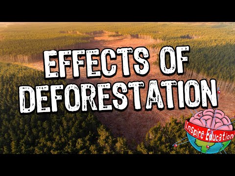 Rainforest Deforestation