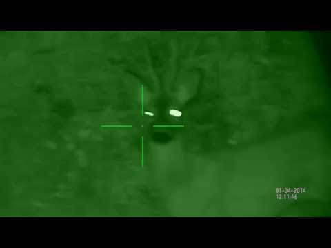 Rehbock gefilmt mit ATN X-Sight auf 50m003