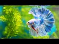 Ikan Hias Colouring Yellow Termasuk Jenis Ikan Hioas Yang