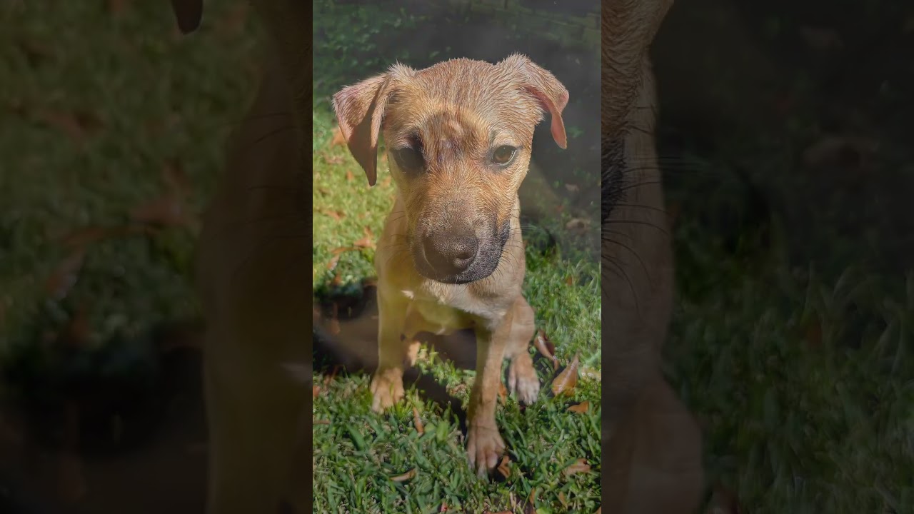 Enlarge Mia, a Adoptable Black Mouth Cur in Atlanta, GA video 6/6